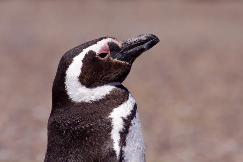 the small black and white penguin is looking upward