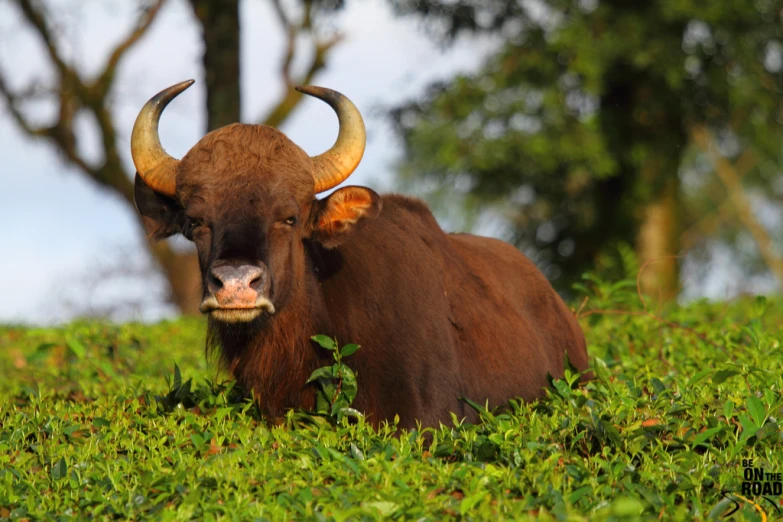 a bull with long horns in the middle of green grass