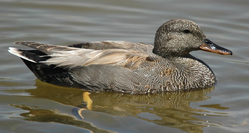 a grey duck is floating in the water