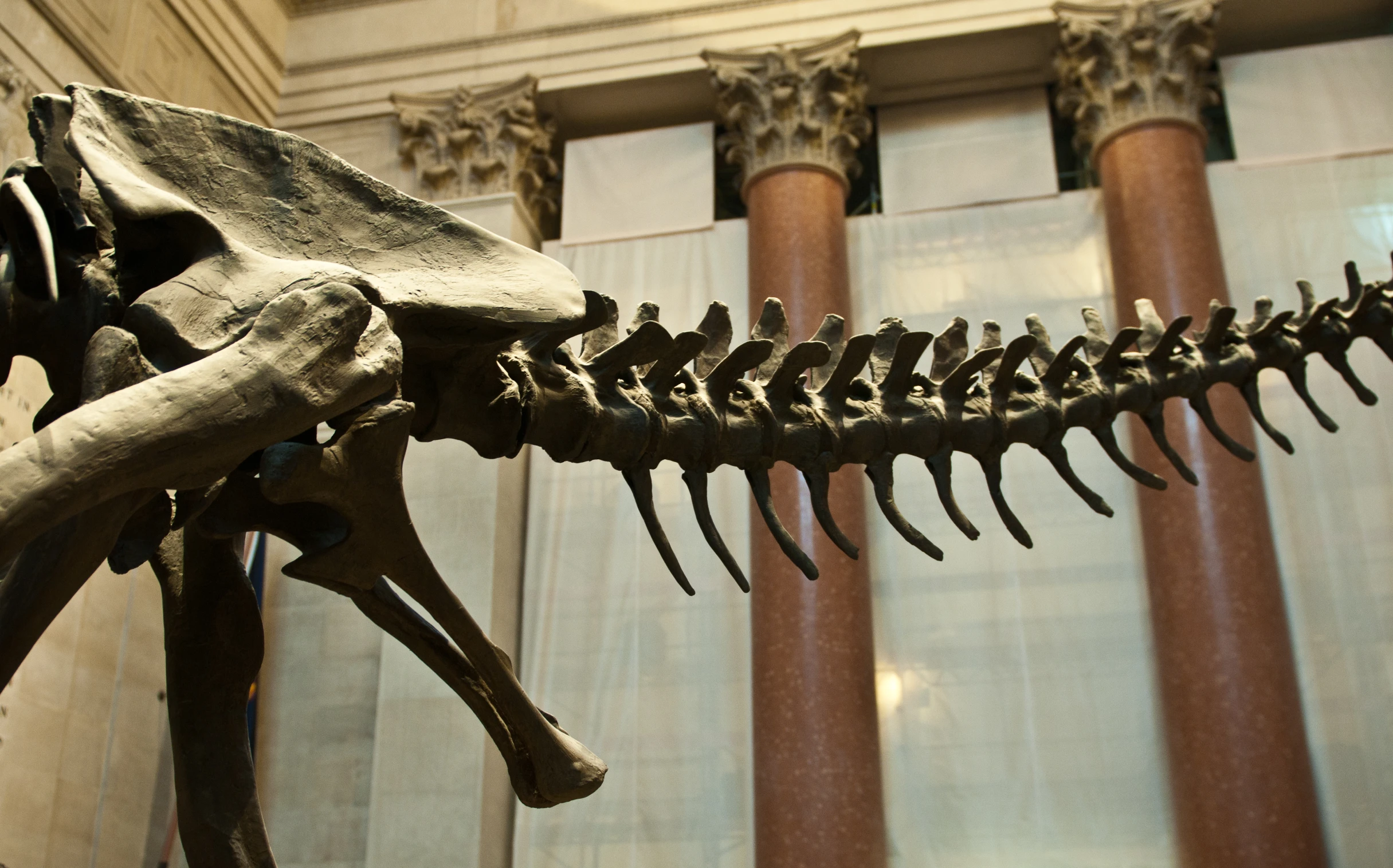 an animal skeleton next to some columns and windows