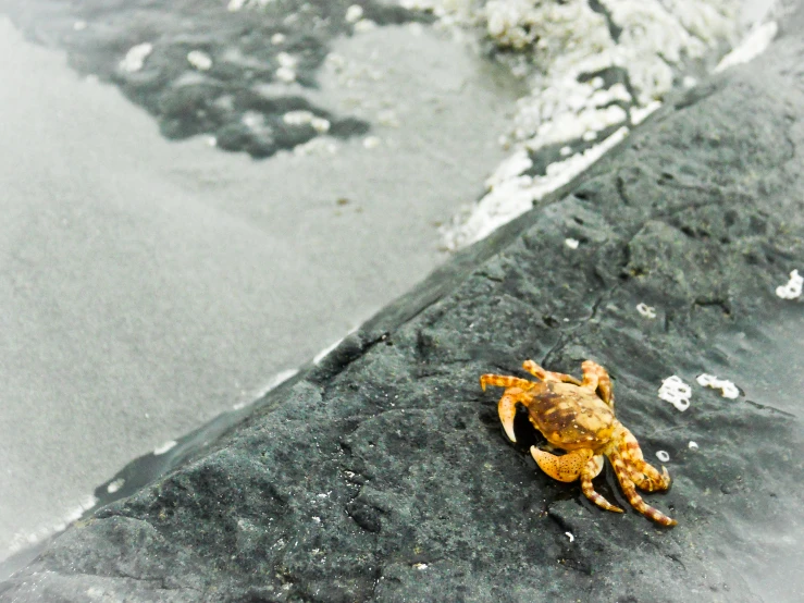 a scorpion crab sitting on a curb by water