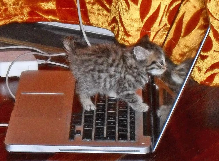 a little kitten standing on top of a laptop