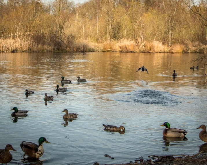 some birds are swimming in a pond with a lot of trees