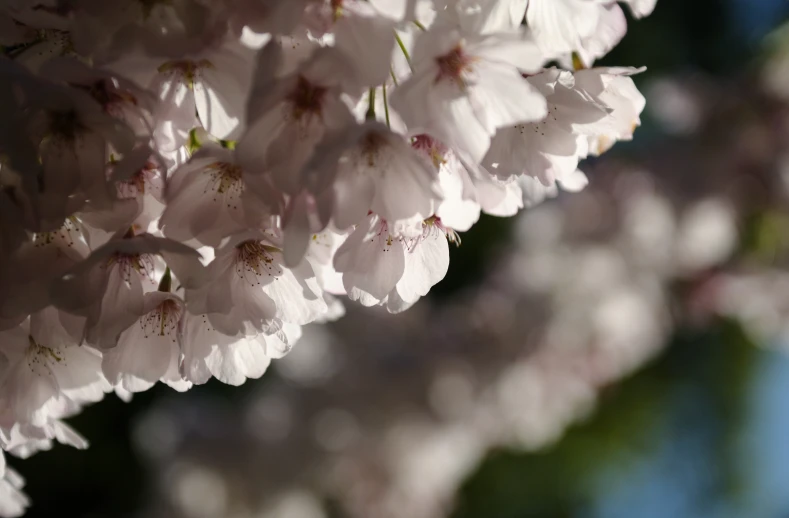 a bouquet of pink cherry blossoms are shown in close up