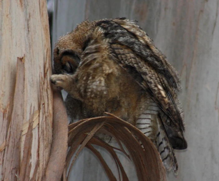 a little owl sitting on a tree stump, with its mouth open