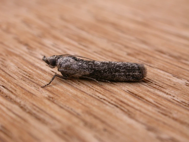 an moth is standing on a wooden surface