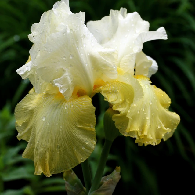 the white and yellow iris is in the rain