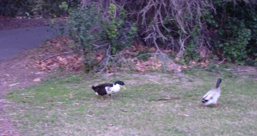 two geese are walking in the grass by some trees