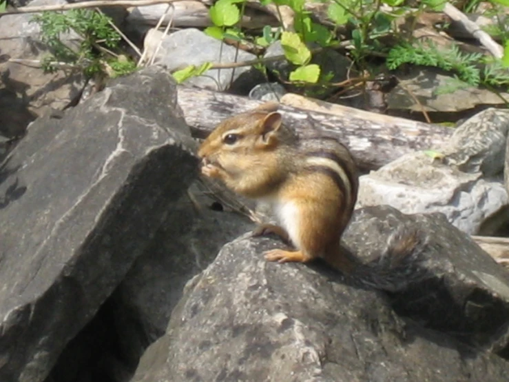 there is a brown and black chipmung on the rocks