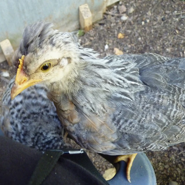 the small bird is perched on the hand of the persons hand