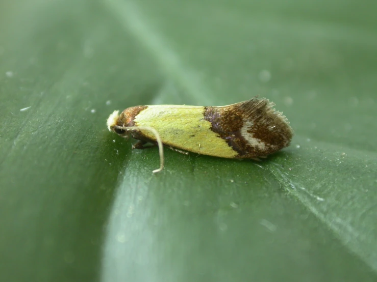 a very cute yellow and brown insect on a leaf