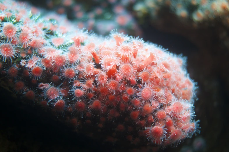 pink colored coral in the ocean