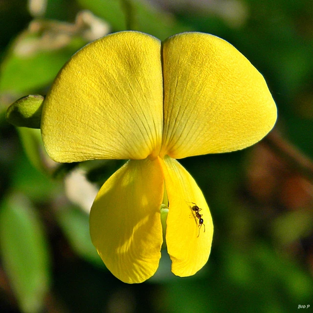 a yellow flower is hanging upside down