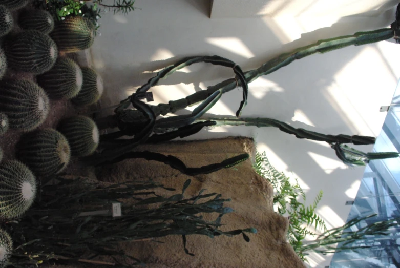 an exhibit displays cactus plants in varying shapes and sizes