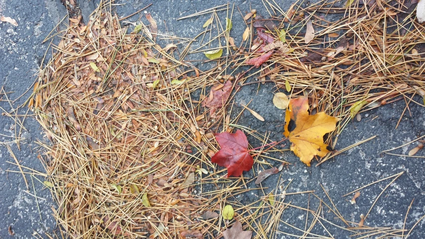 a yellow fire hydrant next to some brown and red leaves