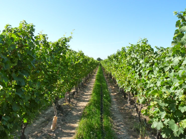 a very large field with many leafy plants