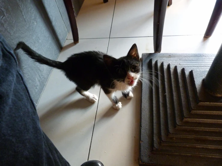 the small cat is standing by a door mat