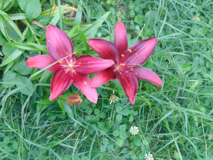 three large red flowers in tall grass