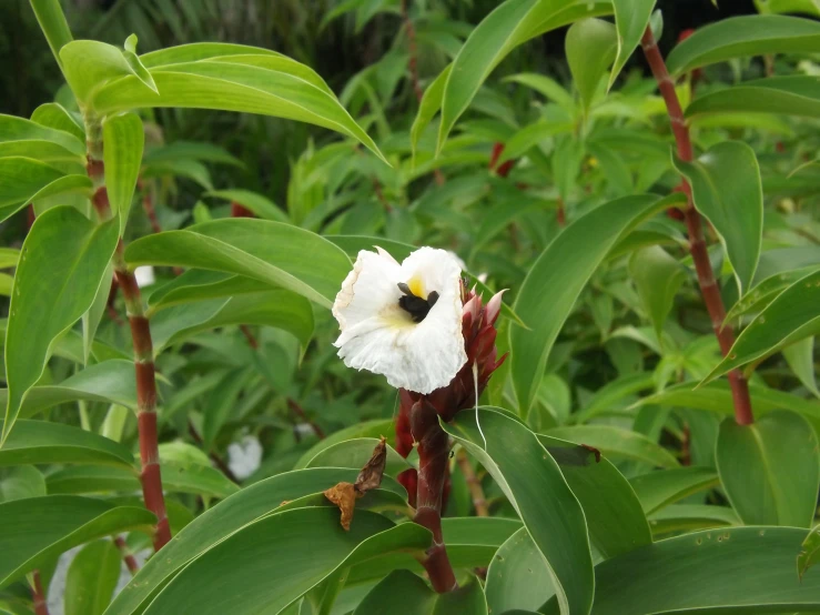 a small white flower with a bee sitting on top of it