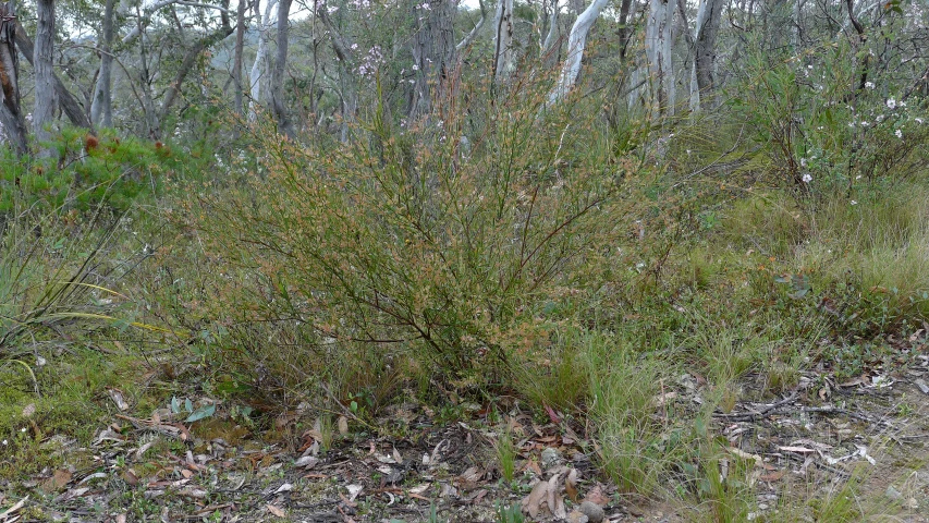 some very pretty bushes by the side of a road