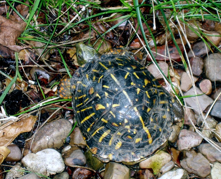 a box turtle is sitting on the ground among rocks