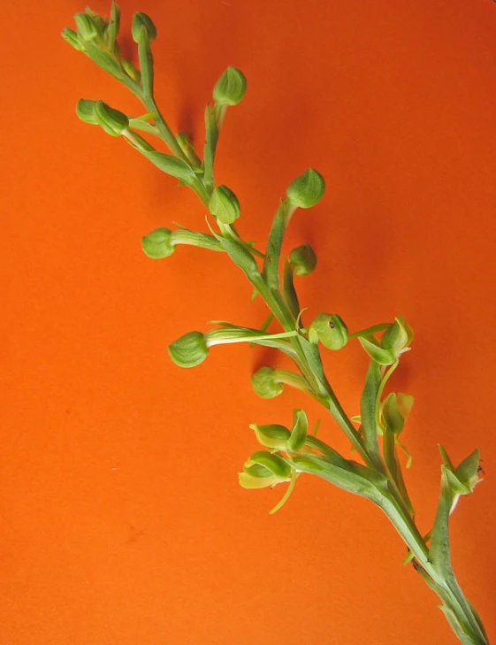 there is a small plant in front of an orange background