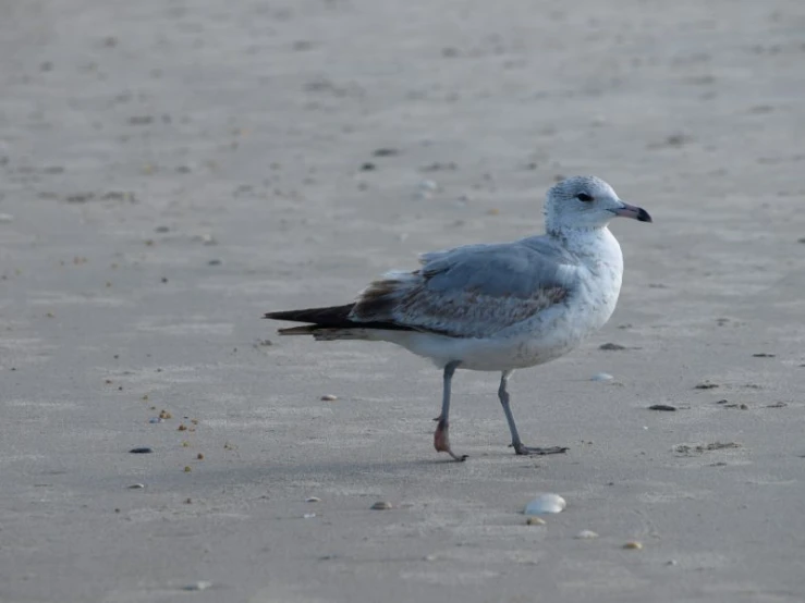 this bird is standing on the beach in sand