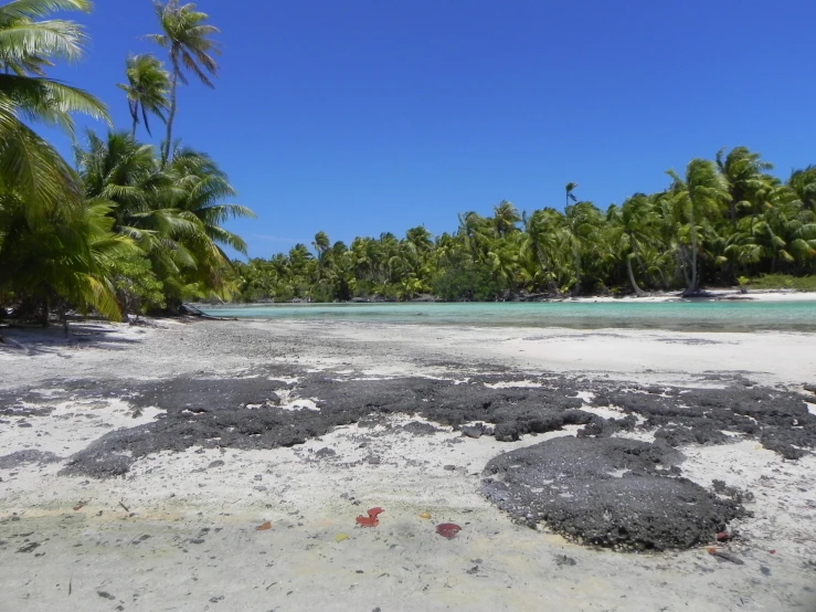 a sandy beach with water in front of palm trees