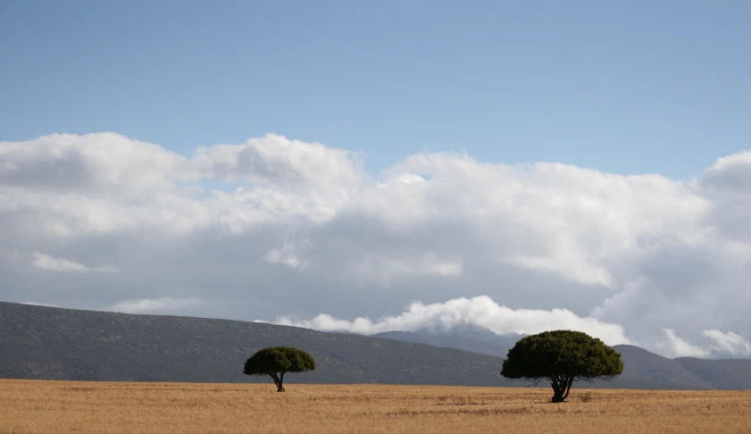 two trees stand alone in the middle of an open field