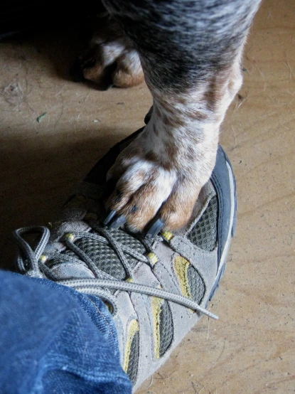 a dog has his paw in a mans shoes
