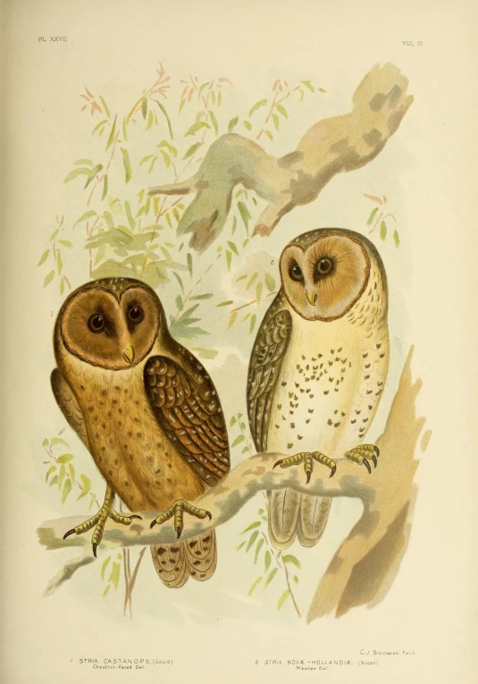 two owls on a nch with a lot of leaves