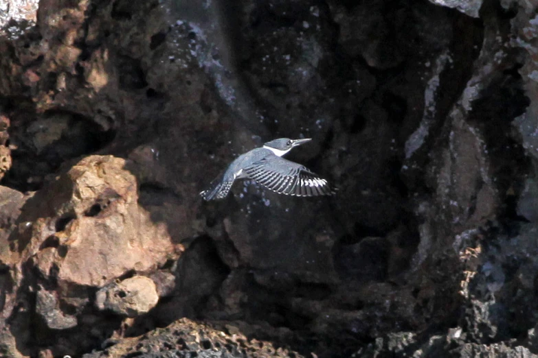 an image of a bird flying low in the air