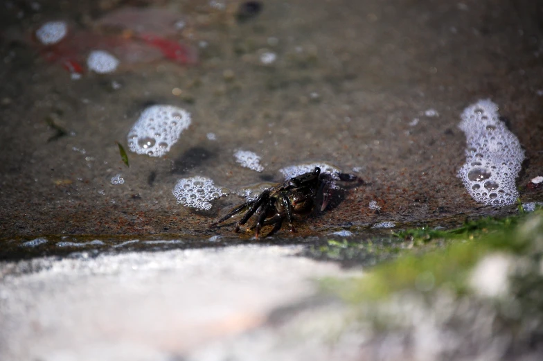 a small bug on the ground in the rain