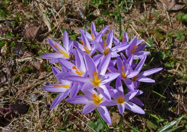 several purple flowers are arranged around each other