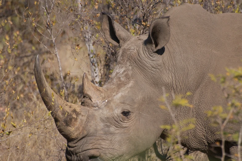 a close up of a rhino near some bushes