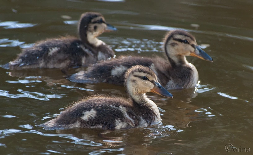 three little ducks are swimming in the lake