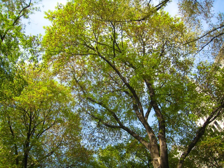 an image of trees in the park in spring