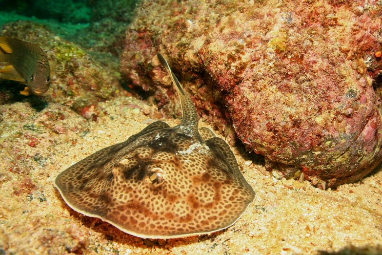 an octo swims through the sand on the bottom of a seabed