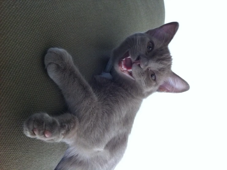 a grey cat laying on top of a green pillow