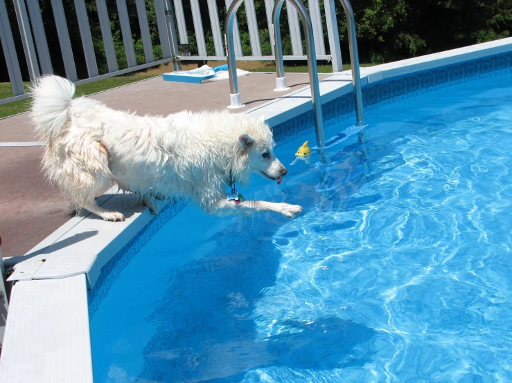 a dog that is standing in the pool