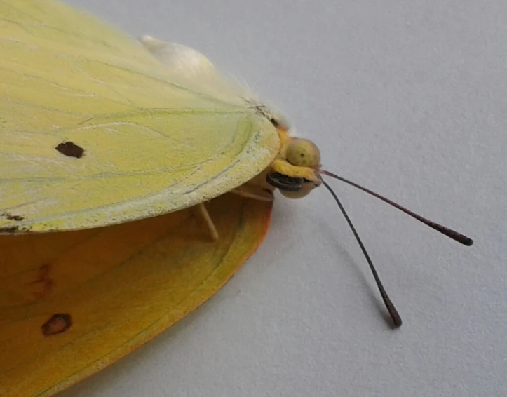 a white, yellow and red erfly on a light yellow surface