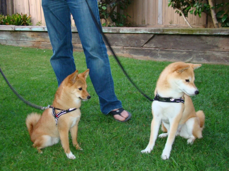 two dogs on a leash are sitting in the grass