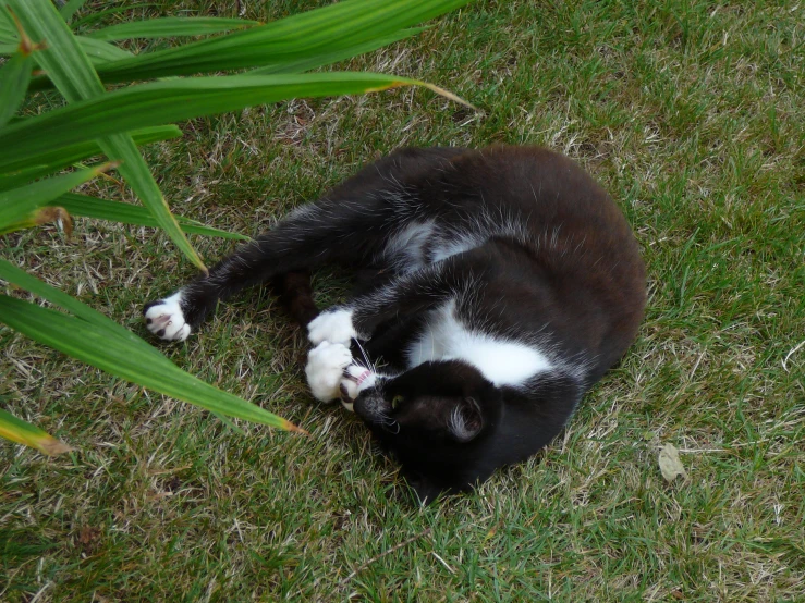 a cat curled up on the grass near the flowers