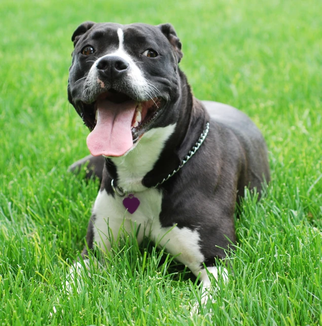 an adorable dog laying in the grass with his tongue hanging out