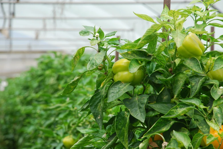 peppers growing in greenhouses on sunny day