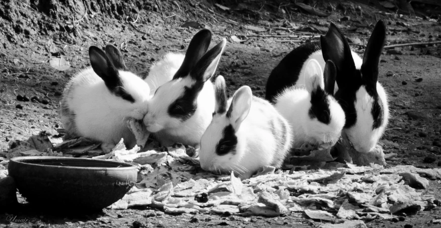 a black and white po of three rabbits eating food