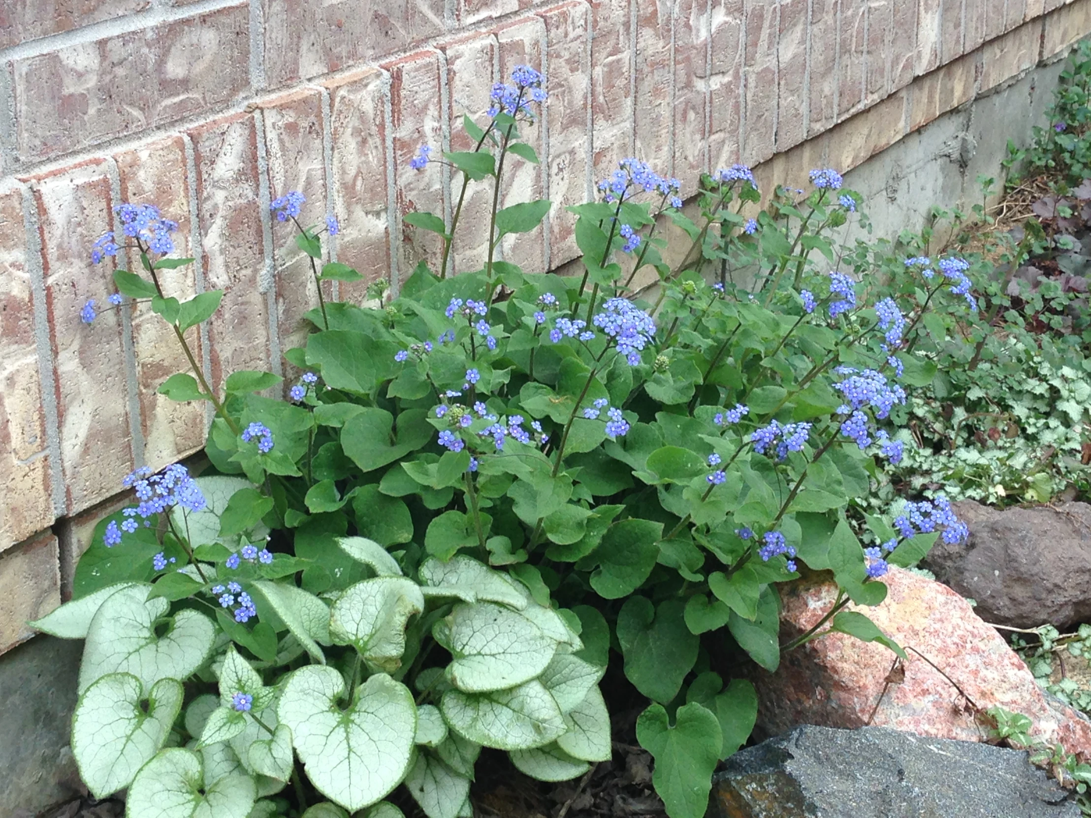 a flower that is in the grass near a brick wall