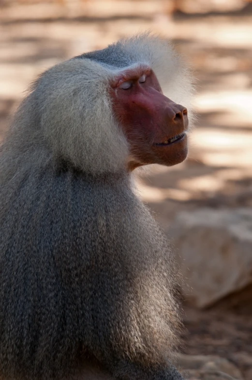 a monkey that is standing next to some rocks