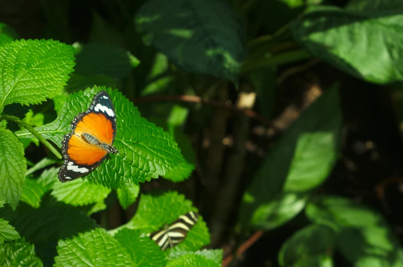 a small erfly sitting on a leafy plant