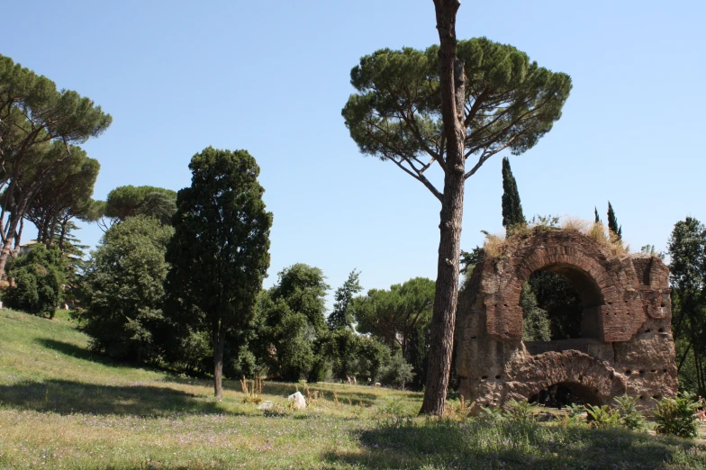 an area with trees, grass, rocks and animals